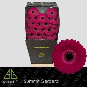 Germini plastic platini