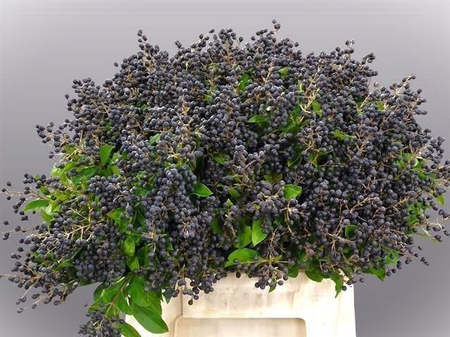 Ligustrum libelle