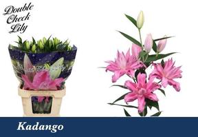 Lilium or kadango