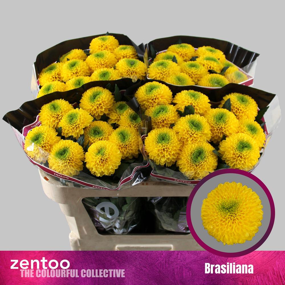 Chrys gp brasiliana