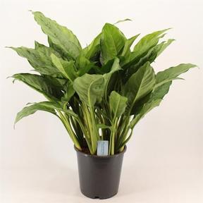 Aglaonema Freedman