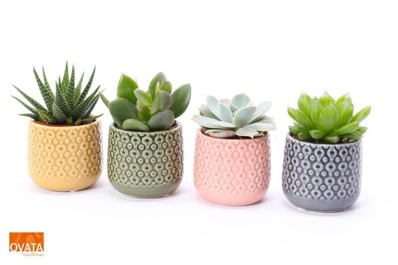 Succulent mix keramika