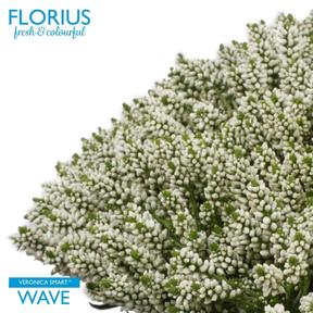 Veronica smart wave