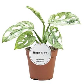 Monstera adansonii Mint