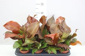 Philodendron Sunlight