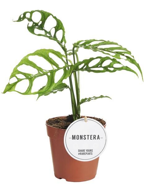 Monstera Peru