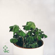Oxalis vulcanicolla