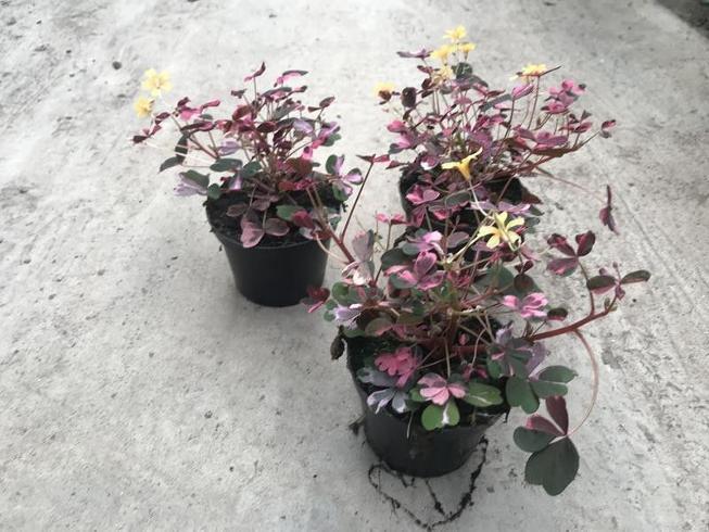 Oxalis vulcanicolla