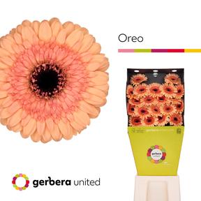 Germini plastic oreo