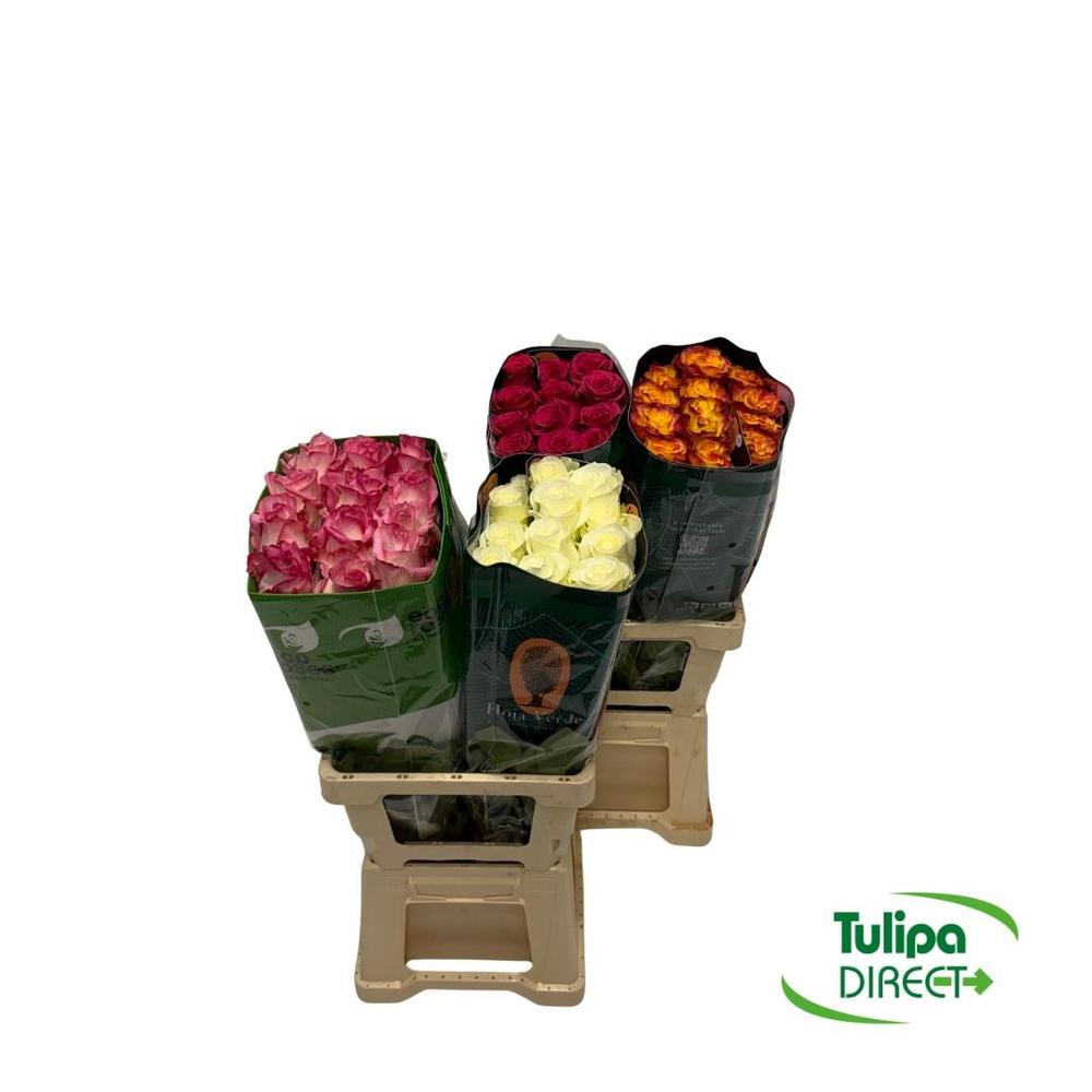 Rosa ec mix DIRECT (ecu) pam x25