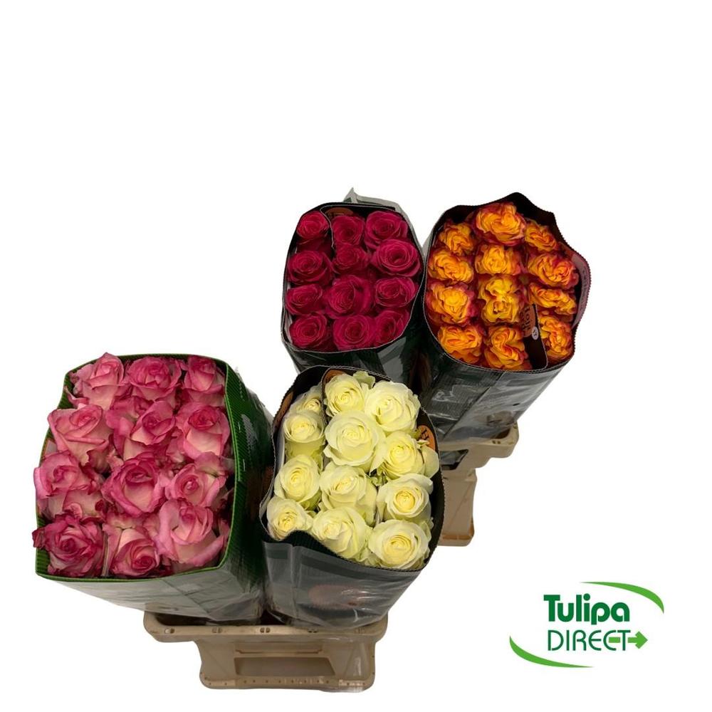 Rosa ec mix DIRECT (ecu) pam x25