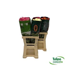 Rosa ec mix DIRECT (ecu) pam x25