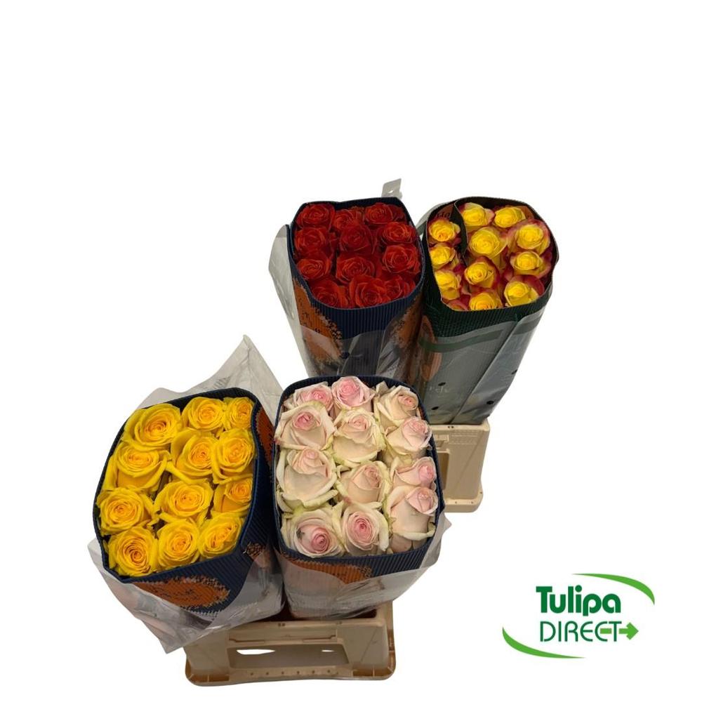 Rosa ec mix DIRECT (ecu) pam x25