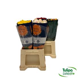 Rosa ec mix DIRECT (ecu) pam x25