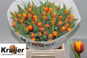 Tulp du atlas