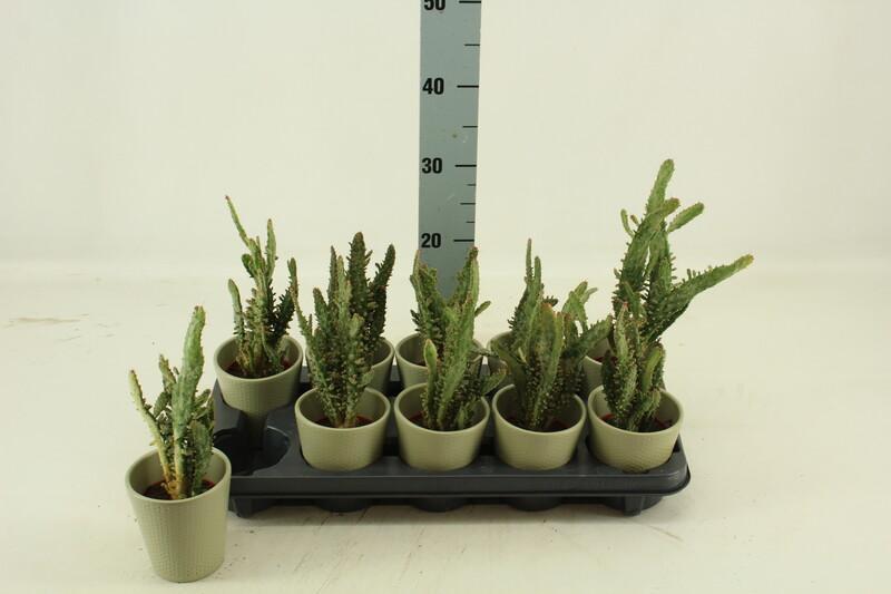 Opuntia microdasys keramika