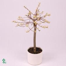 Salix gracilista Mt.Aso