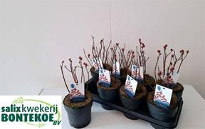 Salix gracilista Mt.Aso