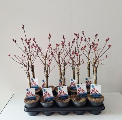 Salix gracilista Mt.Aso