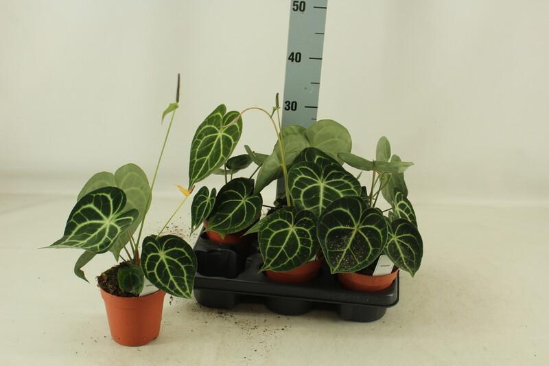 Anthurium clarinervium