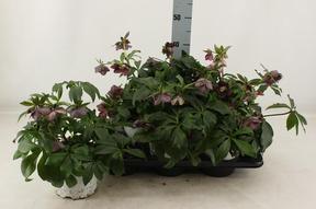 Helleborus orientalis