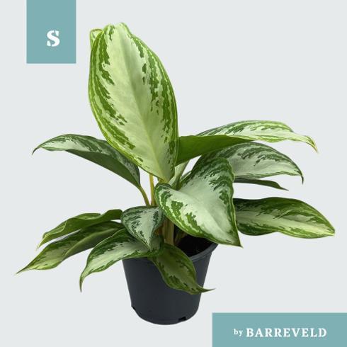 Aglaonema Silver Bay