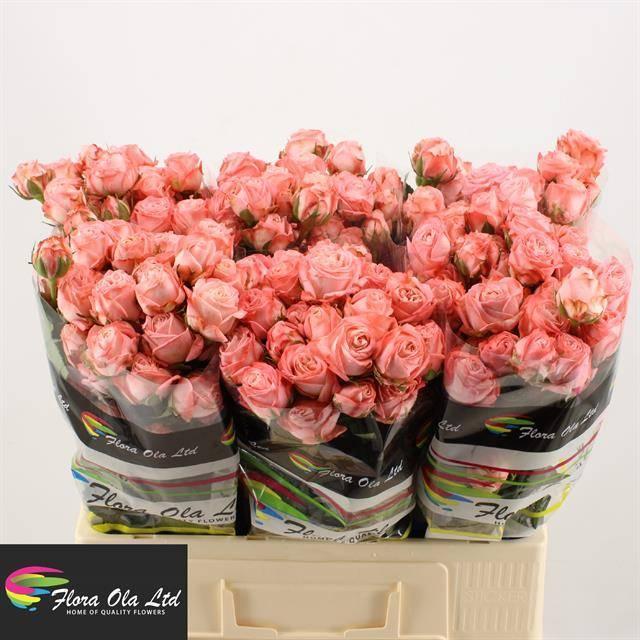 Rosa tr amazing magic