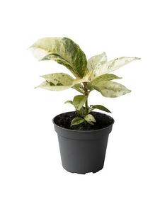 Ficus el. Shivereana