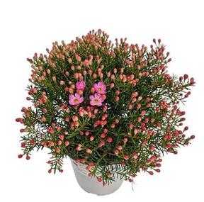 Waxflower Maya
