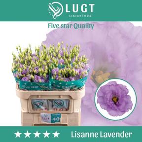 Eustoma du lisanne deep lavender