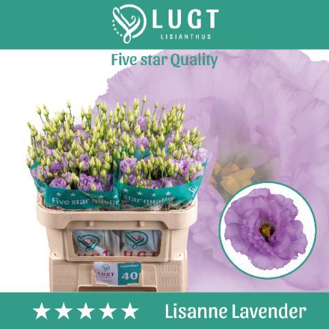 Eustoma du lisanne deep lavender
