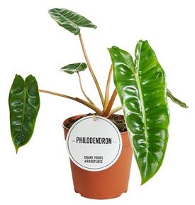 Philodendron Billietiae
