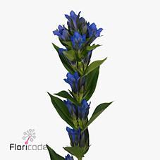 Gentiana kagayaki