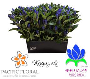 Gentiana kagayaki