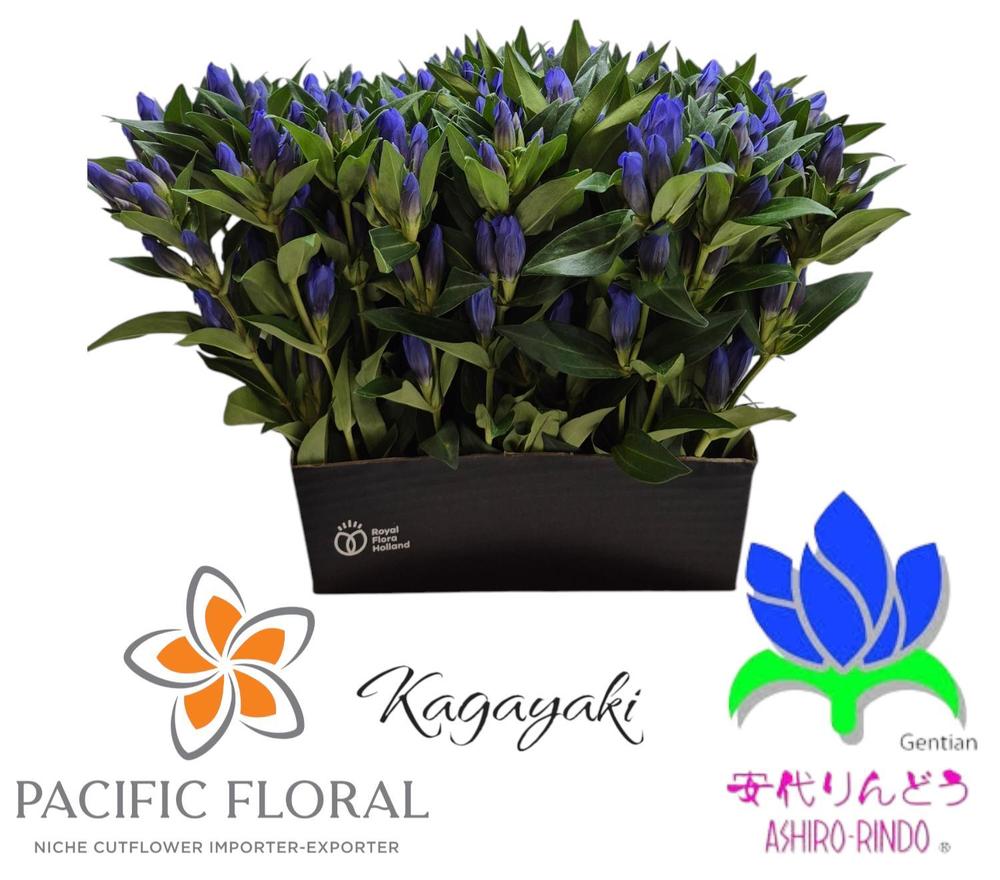 Gentiana kagayaki