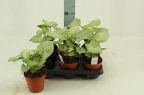 Syngonium Wendlandii