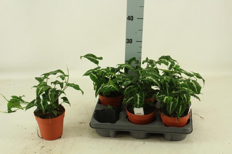 Syngonium Wendlandii