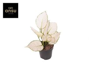Aglaonema White Joy