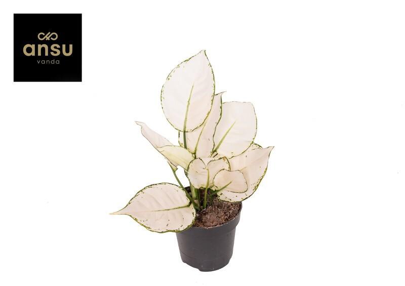 Aglaonema White Joy