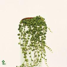 Senecio rowleyanus variegata