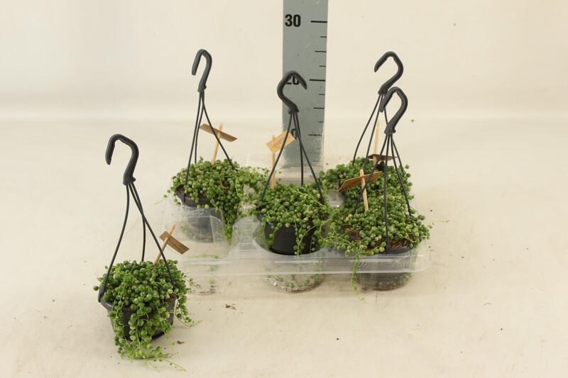 Senecio rowleyanus variegata