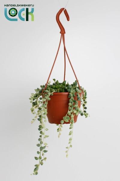 Senecio rowleyanus variegata