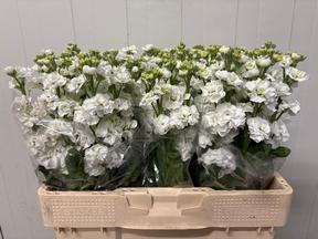Matthiola stx white