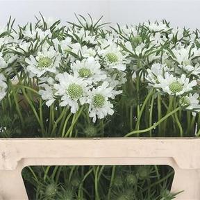 Scabiosa white scoop