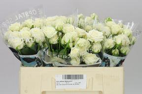Rosa tr white ballons
