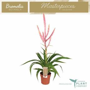 Tillandsia Dolce
