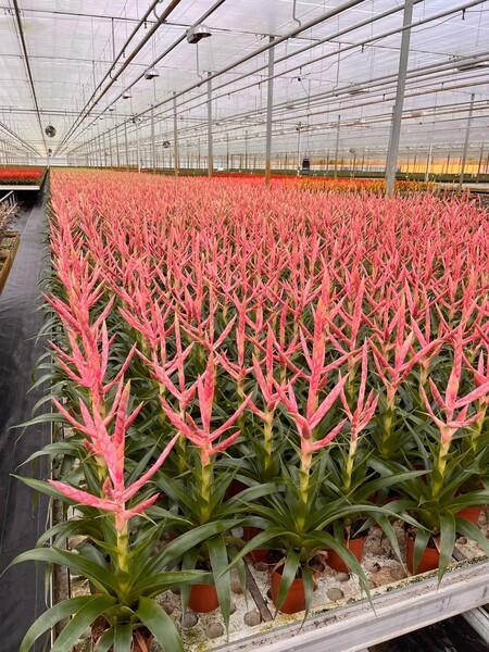 Tillandsia Dolce