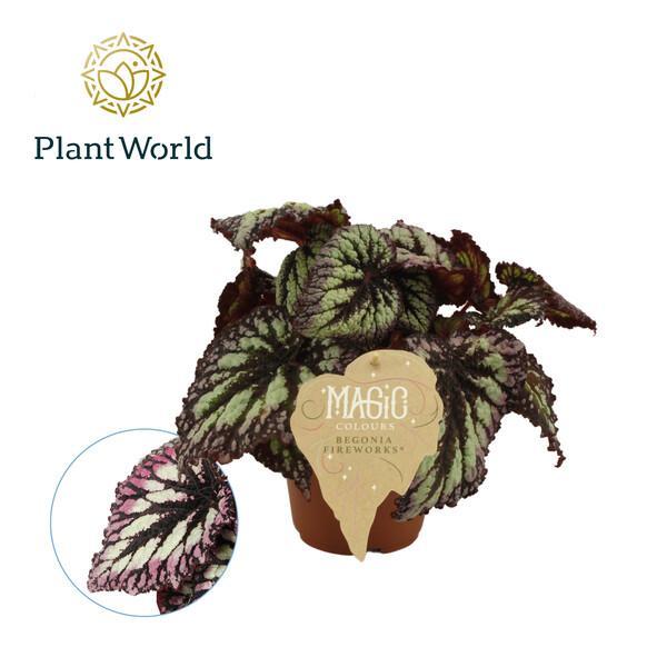 Begonia rex Fire Work