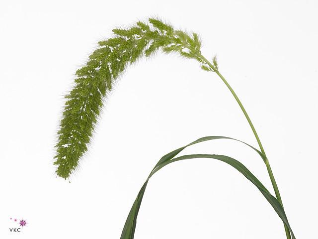 Setaria italica DIRECT (it)
