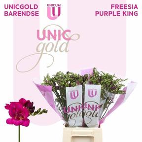 Freesia du purple king